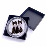 Black and White Cats Glass Paperweight in Gift Box