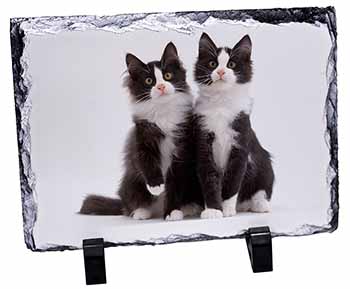 Black and White Cats, Stunning Photo Slate