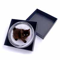 Chocolate Black Kitten Glass Paperweight in Gift Box