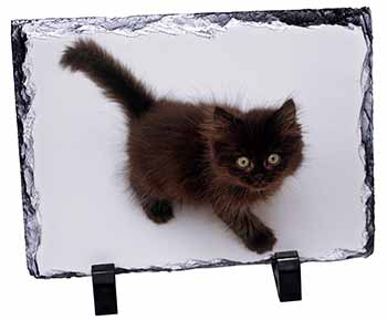 Chocolate Black Kitten, Stunning Photo Slate