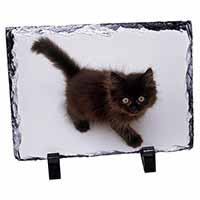 Chocolate Black Kitten, Stunning Photo Slate