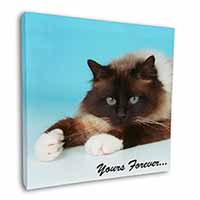 Birman Cat 