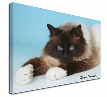 Birman Cat 