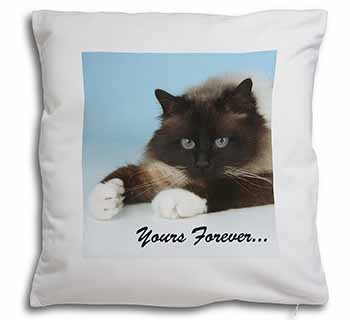 Birman Cat 