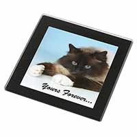 Birman Cat 