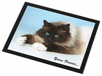 Birman Cat 