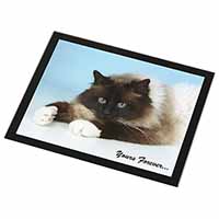 Birman Cat 