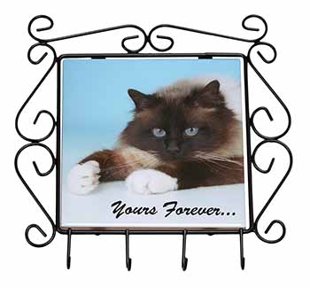 Birman Cat 