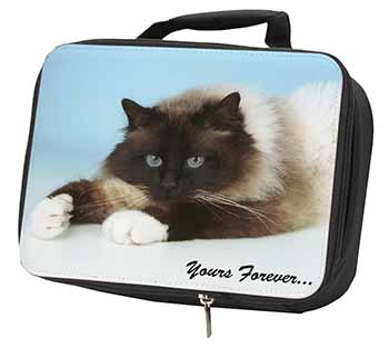 Birman Cat 