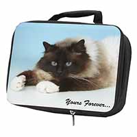 Birman Cat 