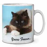 Birman Cat 