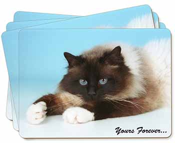 Birman Cat 