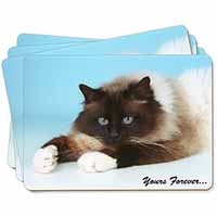 Birman Cat 