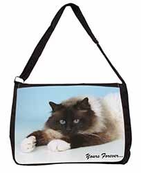 Birman Cat 