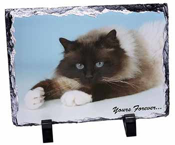 Birman Cat 