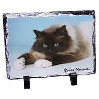 Birman Cat 