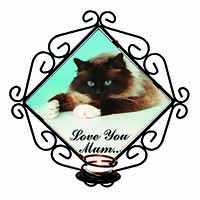 Birman Cat 