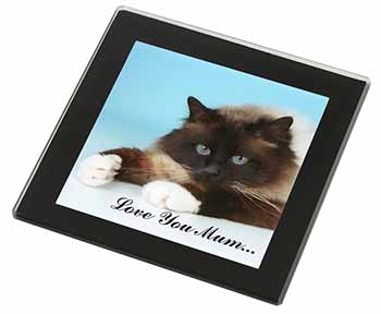 Birman Cat 