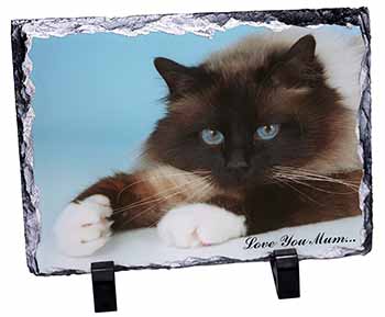 Birman Cat 