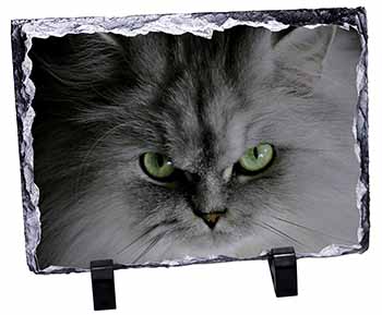 Grey Persian Cat, Stunning Photo Slate