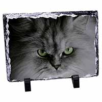 Grey Persian Cat, Stunning Animal Photo Slate