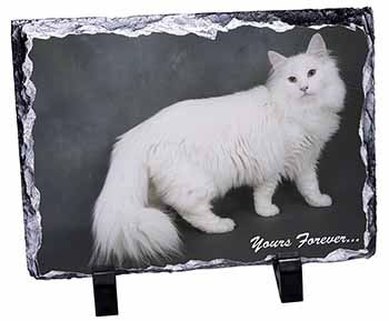 White Cat 