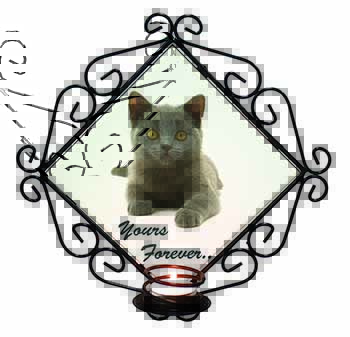 Silver Blue Cat 