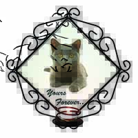 Silver Blue Cat 