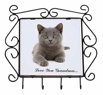 British Blue Cat 