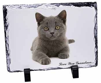 British Blue Cat 