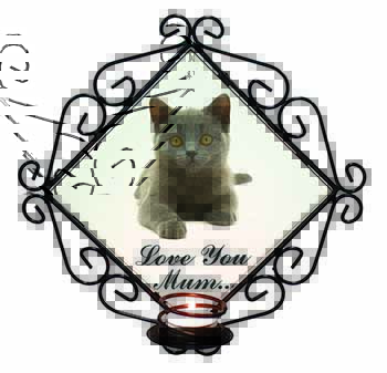 British Blue Cat 