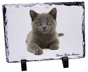 British Blue Cat 