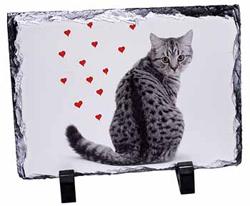 Silver Tabby Cat with Red Hearts, Stunning Photo Slate