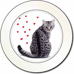 Silver Tabby Cat with Red Hearts Car or Van Permit Holder/Tax Disc Holder