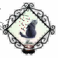 Silver Tabby Cat 