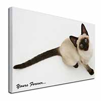 Siamese Cat 