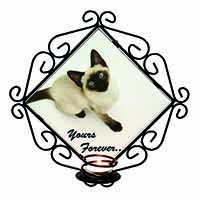 Siamese Cat 