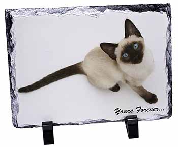 Siamese Cat 