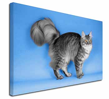 Silver Maine Coon Cat Canvas X-Large 30"x20" Wall Art Print