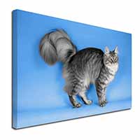 Silver Maine Coon Cat Canvas X-Large 30"x20" Wall Art Print
