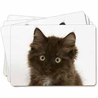 Fluffy Brown Kittens Face Picture Placemats in Gift Box