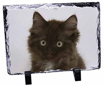 Fluffy Brown Kittens Face, Stunning Photo Slate