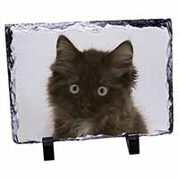 Fluffy Brown Kittens Face, Stunning Photo Slate