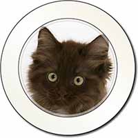 Fluffy Brown Kittens Face Car or Van Permit Holder/Tax Disc Holder