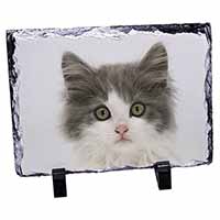 Grey, White Kittens Face, Stunning Photo Slate