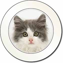 Grey, White Kittens Face Car or Van Permit Holder/Tax Disc Holder