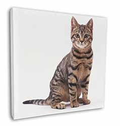 Brown Tabby Cat Square Canvas 12"x12" Wall Art Picture Print