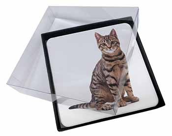 4x Brown Tabby Cat Picture Table Coasters Set in Gift Box
