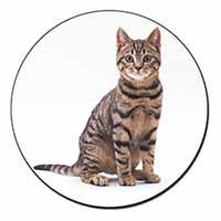 Brown Tabby Cat Fridge Magnet Printed Full Colour