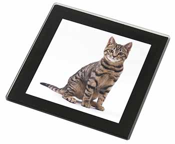 Brown Tabby Cat Black Rim High Quality Glass Coaster